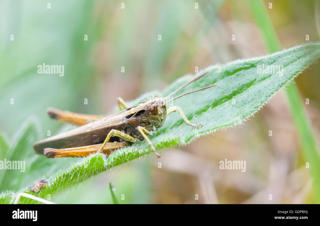 Brown wet grasshopper su un prato verde foglia Foto Stock