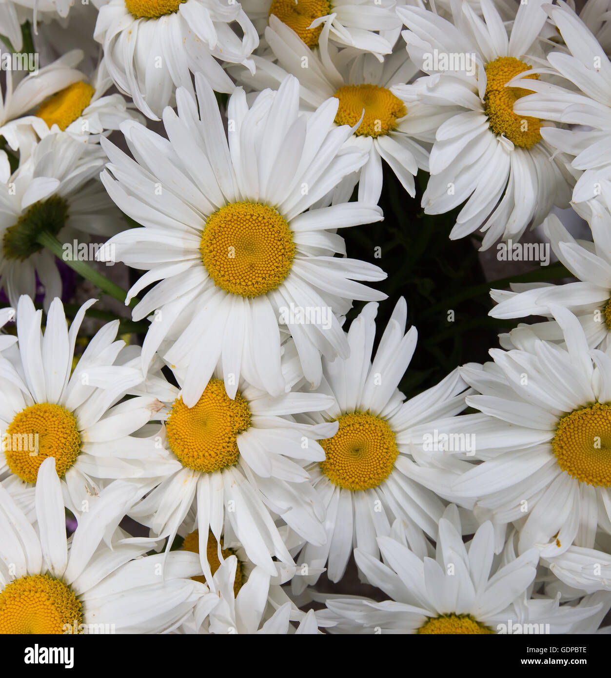 Chiusura del mazzo di fiori di camomilla. Foto Stock