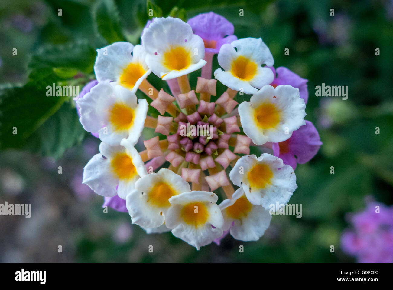 Un fiore di Lantana Foto Stock