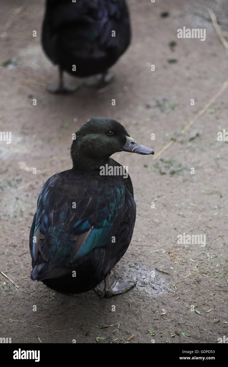 Un anatra del vecchio tradizionale razza di anatre di Pomerania. Foto Stock