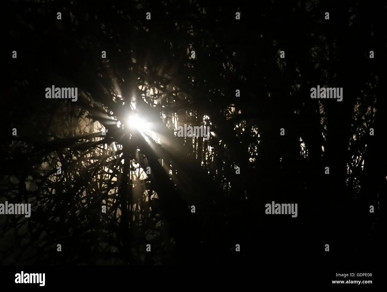 Bianco accecante luce che risplende attraverso albero nella notte. Foto Stock