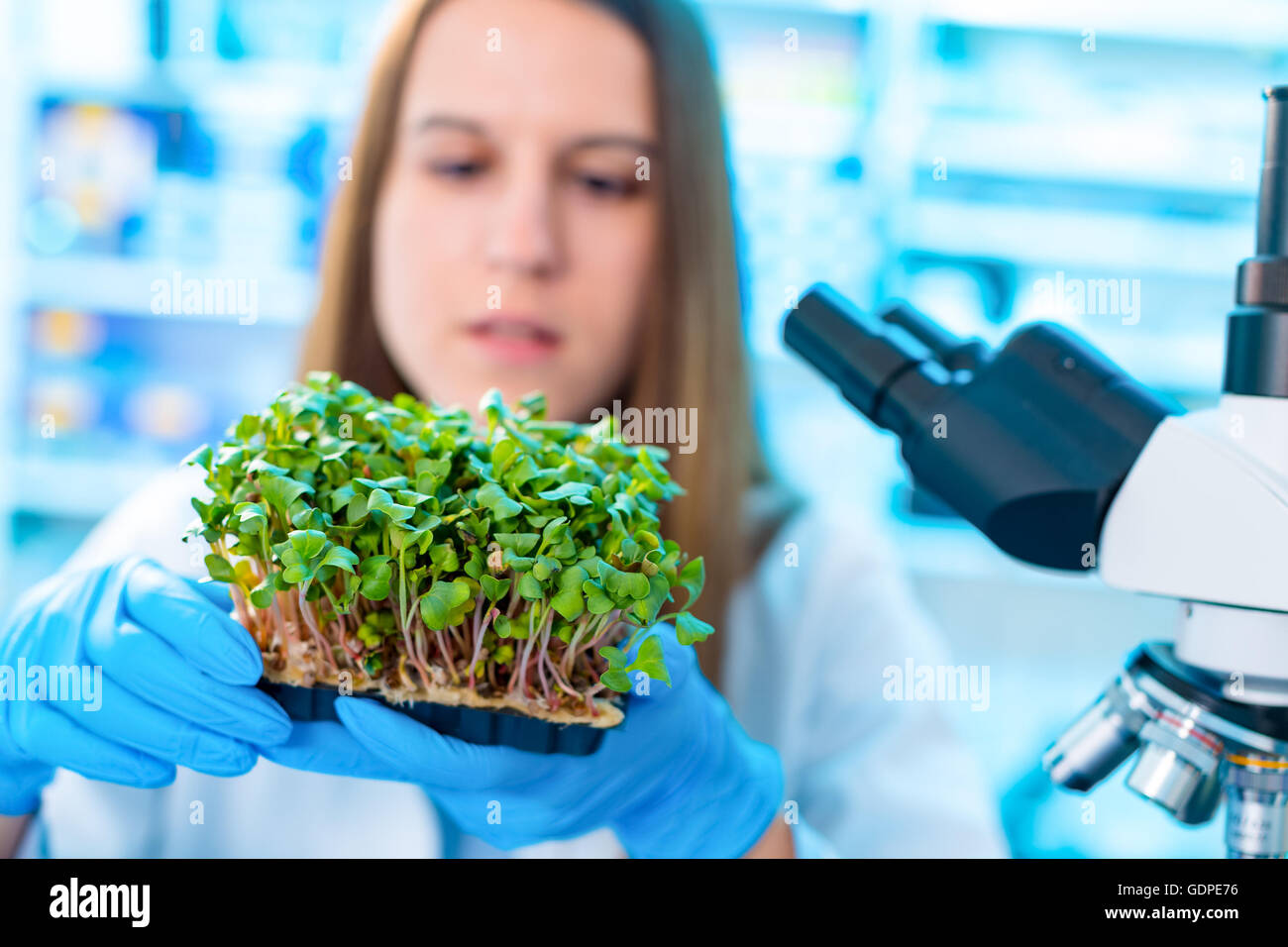 La ricerca di piante verdi in laboratorio Foto Stock
