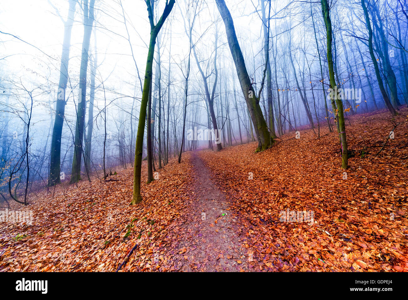 Twilight nella foresta di autunno Foto Stock