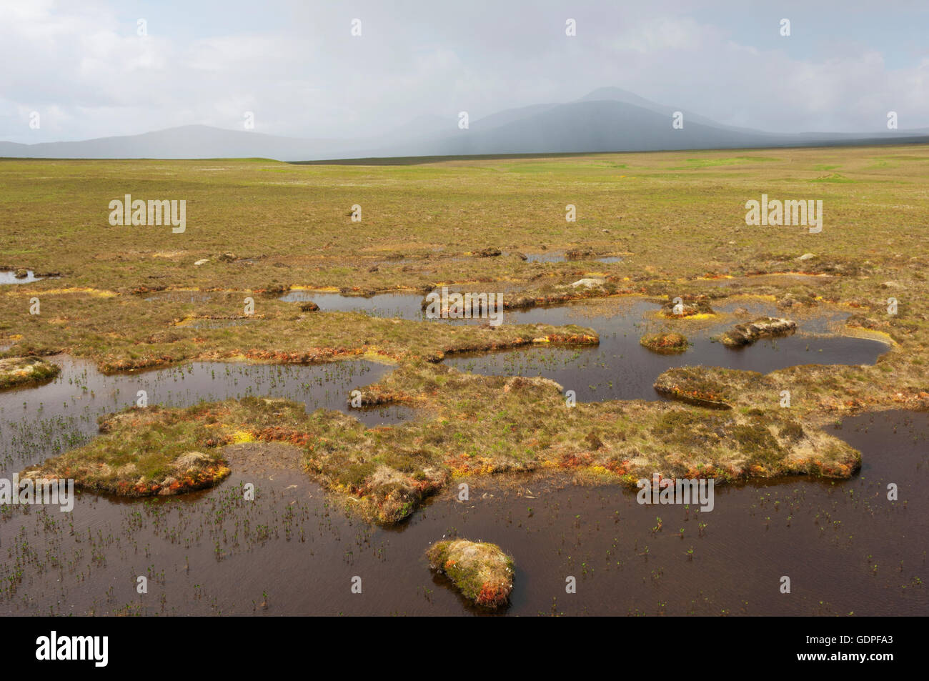 Il Flow Country paesaggio con piscine peatland a Forsinard RSPB Riserva Naturale - Sutherland, Scozia. Foto Stock