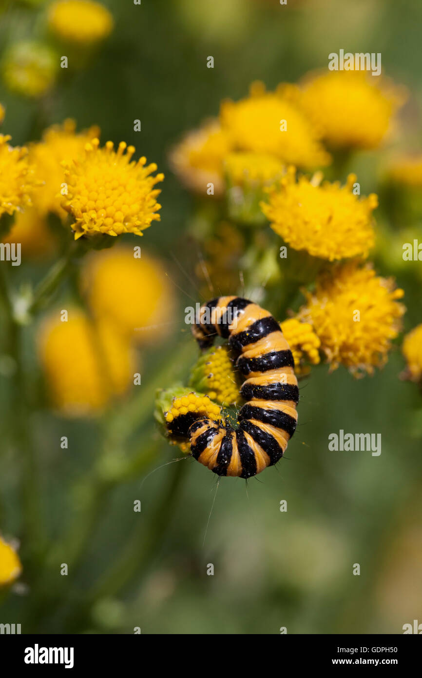 Caterpillar di cinabro moth su tansy giallo Foto Stock