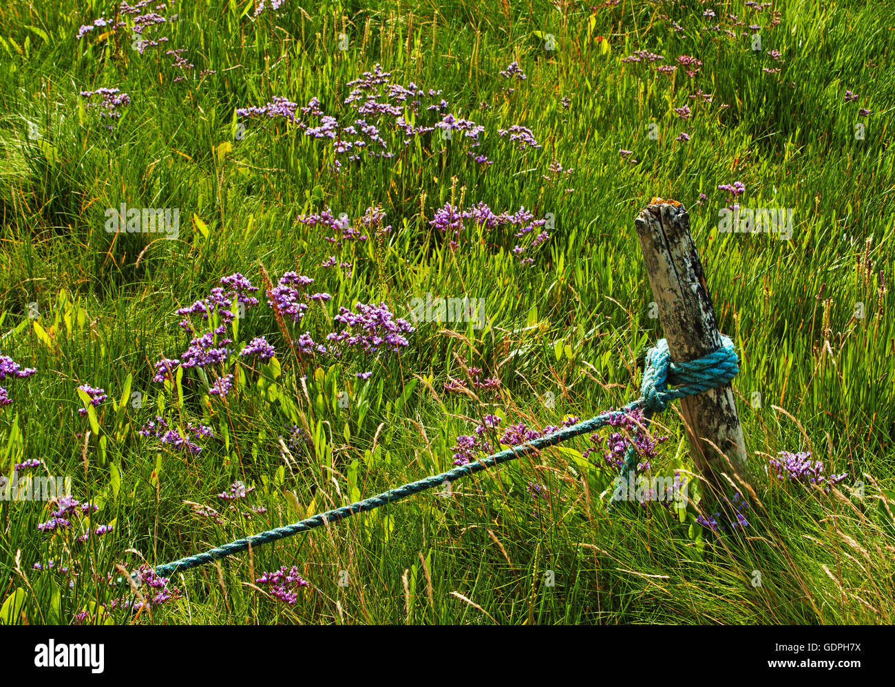 Fiori Selvatici da un post di ormeggio a Wardleys Creek, Fiume Wyre Foto Stock