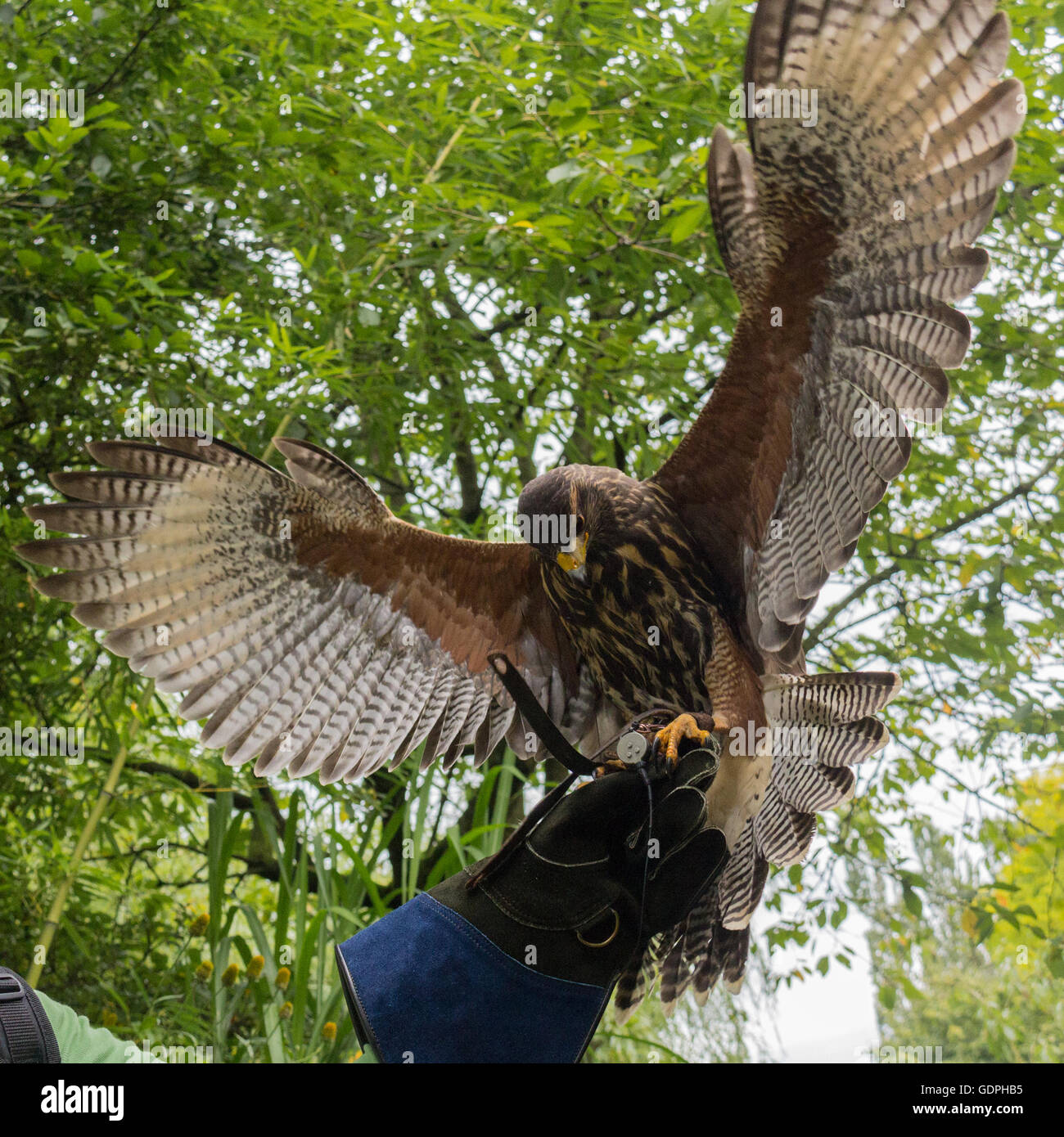 Hawk di atterraggio su un guanto di falconeria Foto Stock