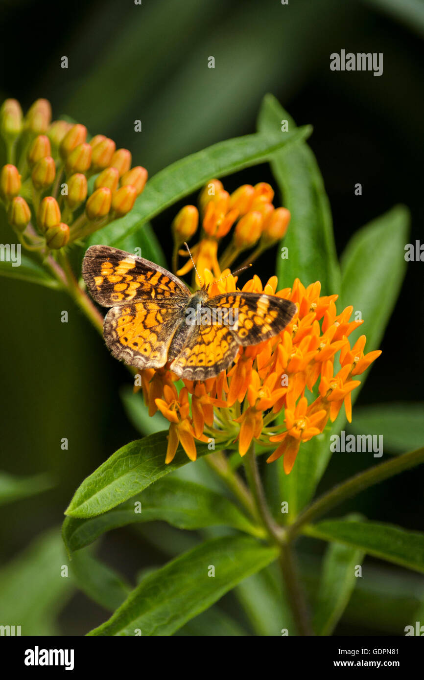 Crescent butterfly alimentazione su milkweed fiori Foto Stock