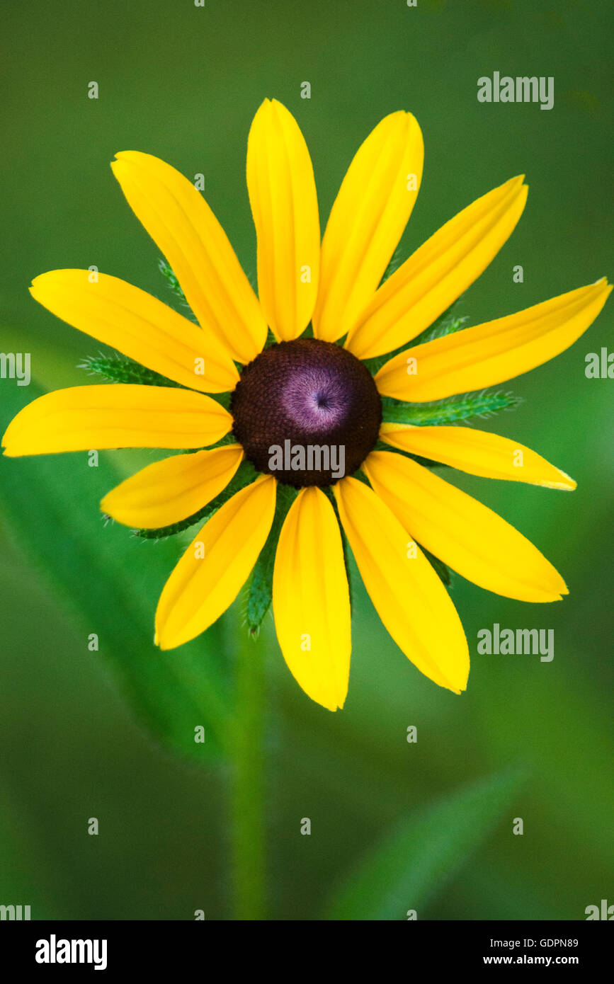 Black Eyed susan (Rudbeckia) petali di fiori da vicino Foto Stock