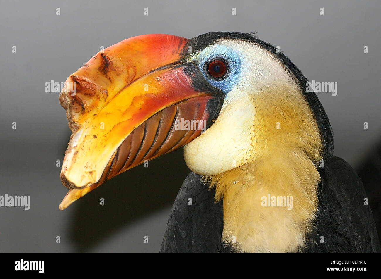 Maschio di Sunda stropicciata hornbill (Aceros corrugatus), close-up della testa e di un enorme colorato bill Foto Stock