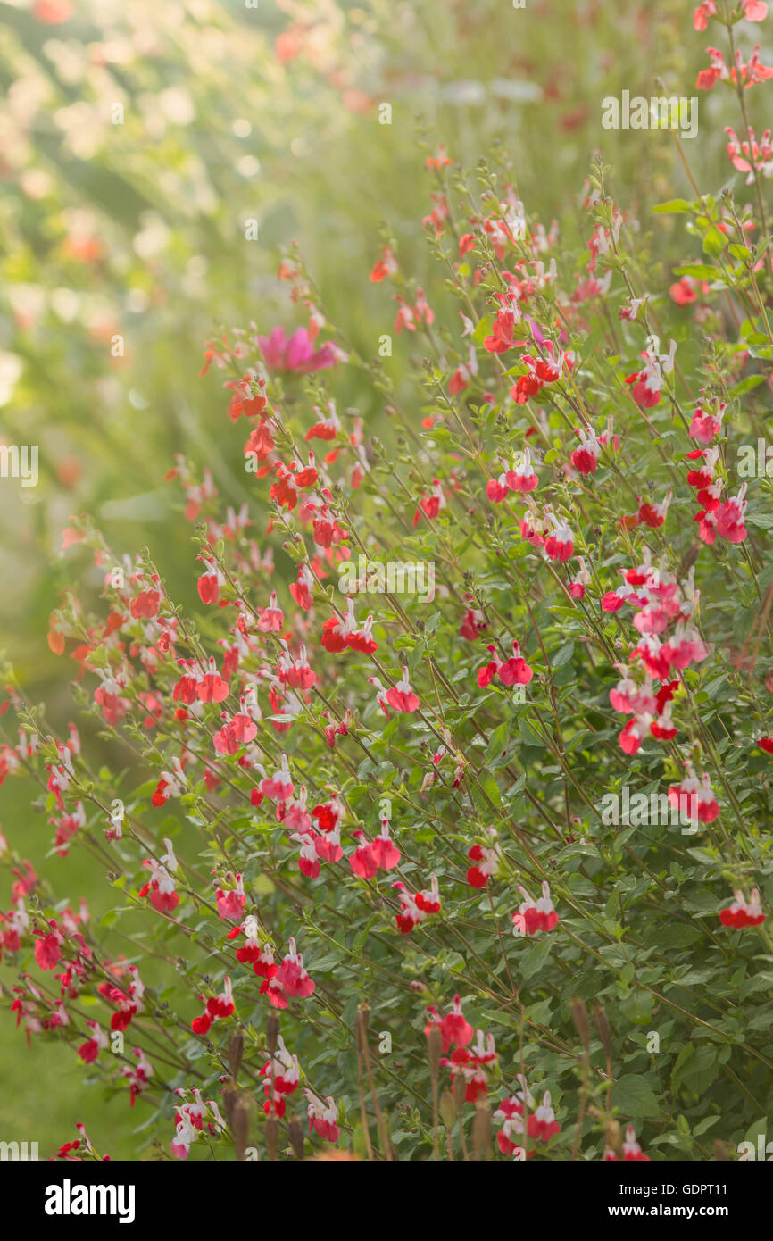 Salvia. Foto Stock