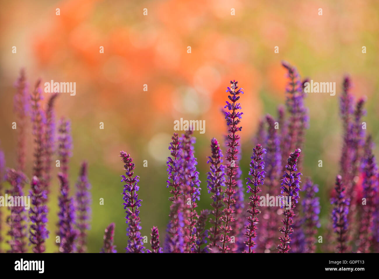 Lavanda. Foto Stock