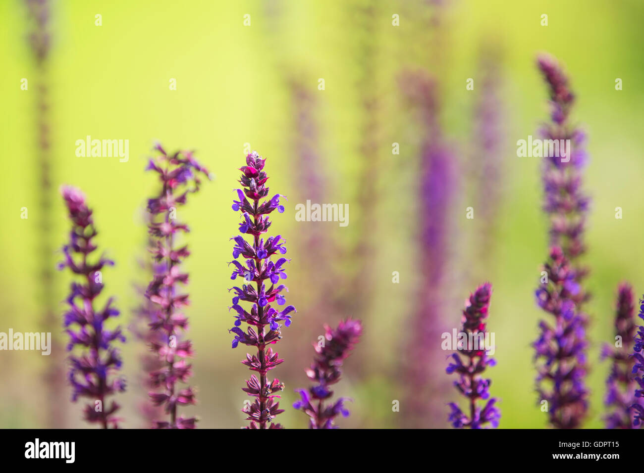 Lavanda. Foto Stock