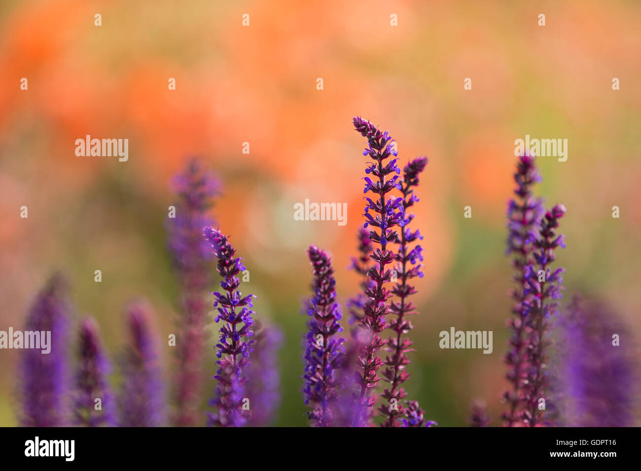 Lavanda. Foto Stock