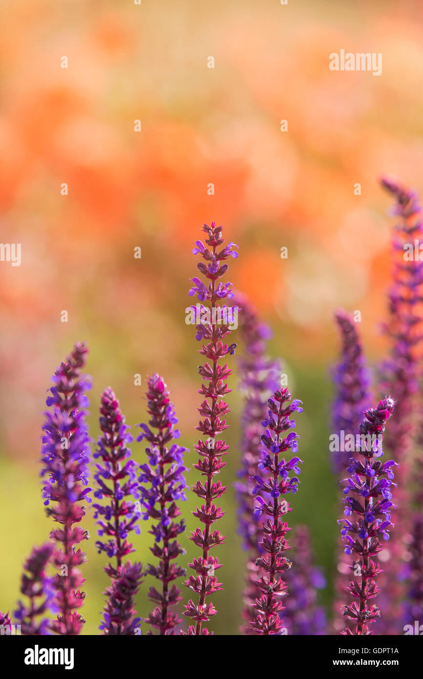 Lavanda. Foto Stock
