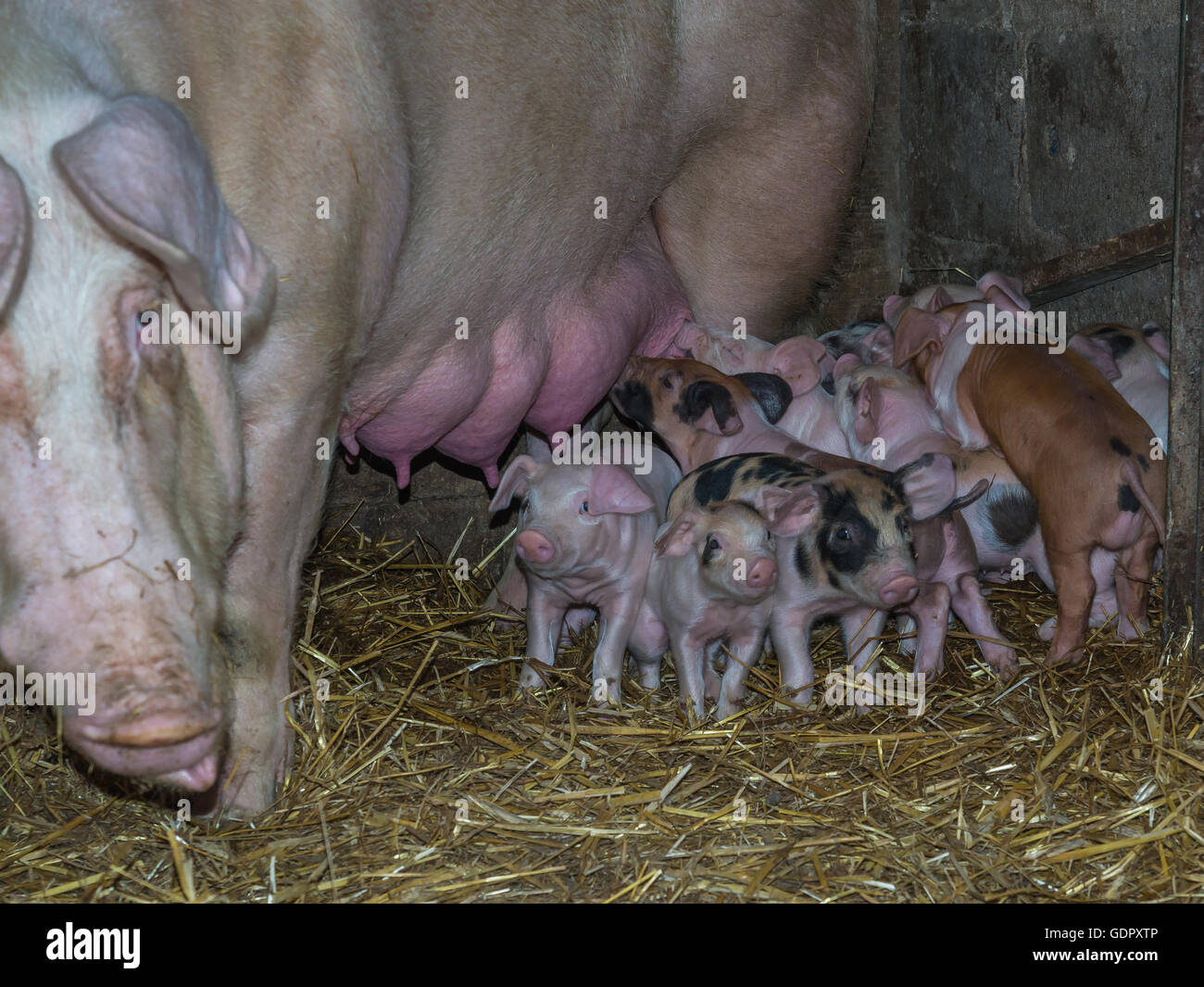 Una scrofa alimentando il suo appena nato suinetti Foto Stock Una scrofa alimentando il suo appena nato suinetti Foto Stock
