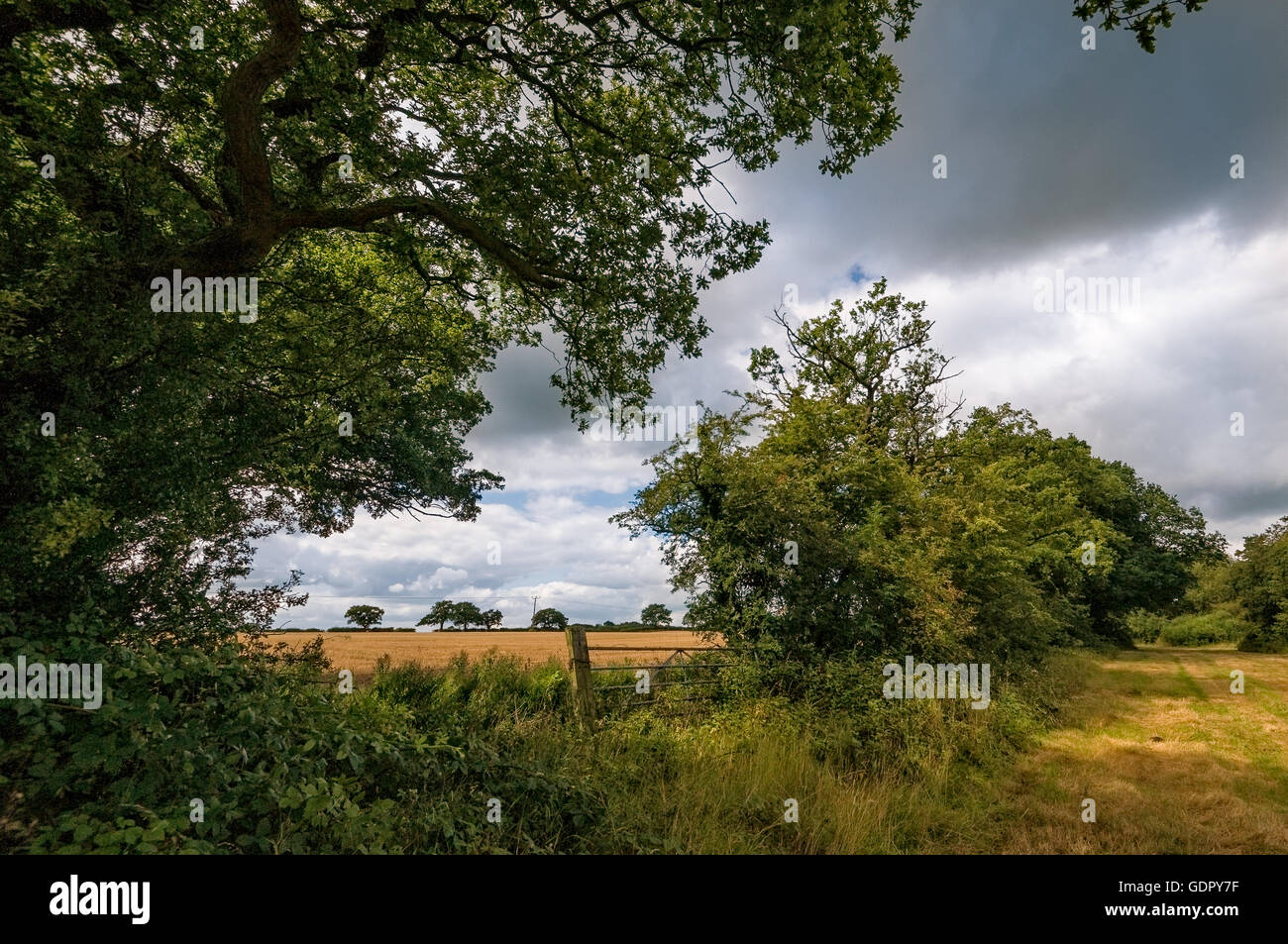 Campagna di Cheshire in estate; oro erba; verde di alberi e siepi; cancello; erba; grigio cielo nuvoloso; orientamento orizzontale. Foto Stock