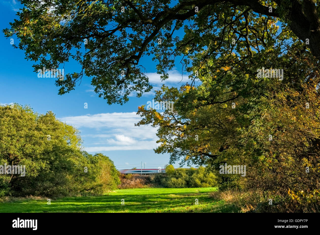 Vergine treno in movimento a velocità attraverso la campagna di Cheshire, con alberi in autunno colori. Foto Stock