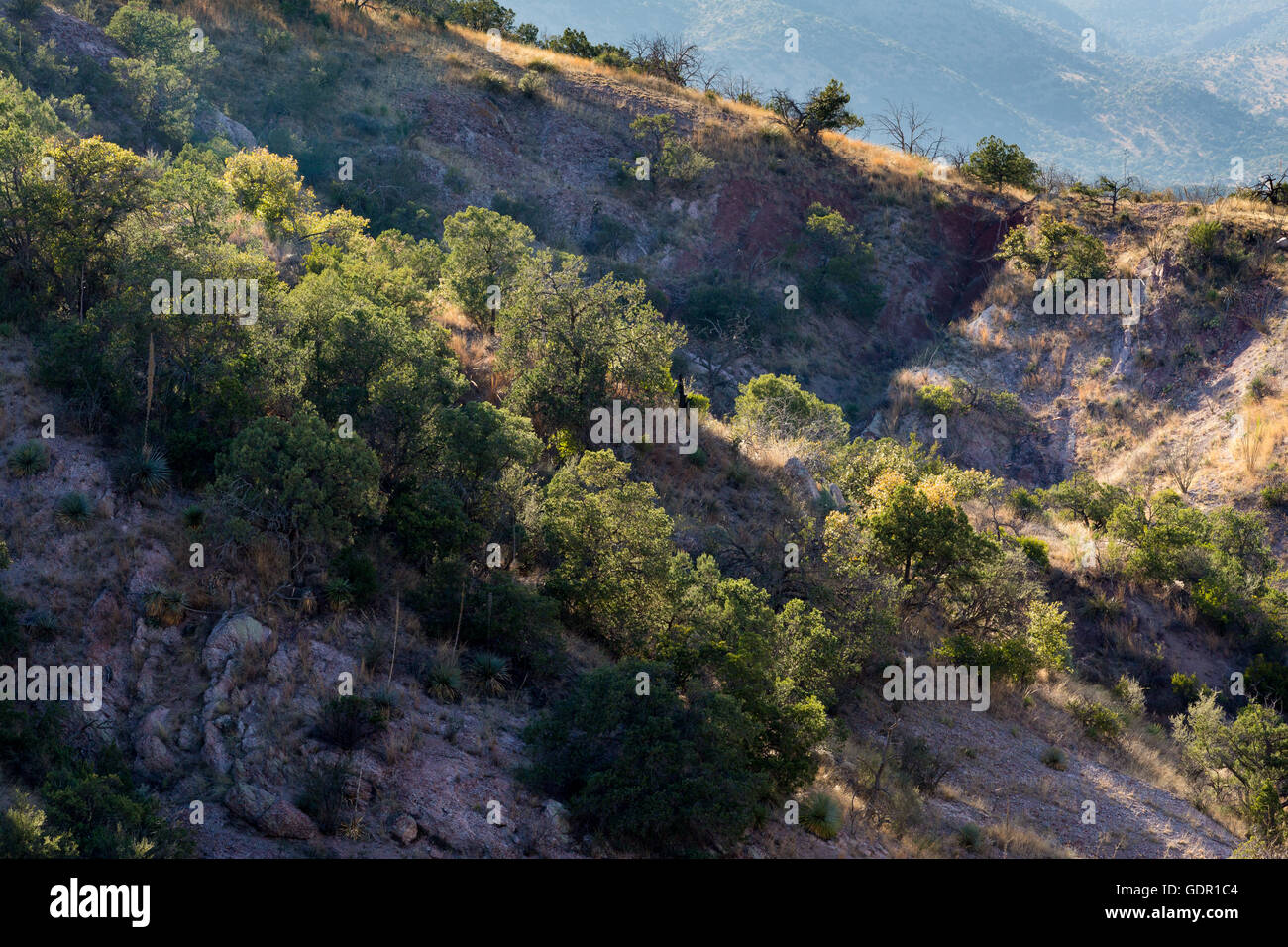 Ai piedi della Santa Rita montagne rivestite in legno di rovere, ginepro e pinyon pine trees. Foresta Nazionale di Coronado, Arizona Foto Stock