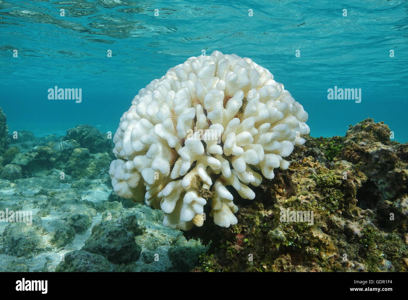 Lo scolorimento dei coralli Pocillopora coral imbianchiti sulla barriera corallina piatta, a causa di El Nino, oceano pacifico, Polinesia Francese Foto Stock