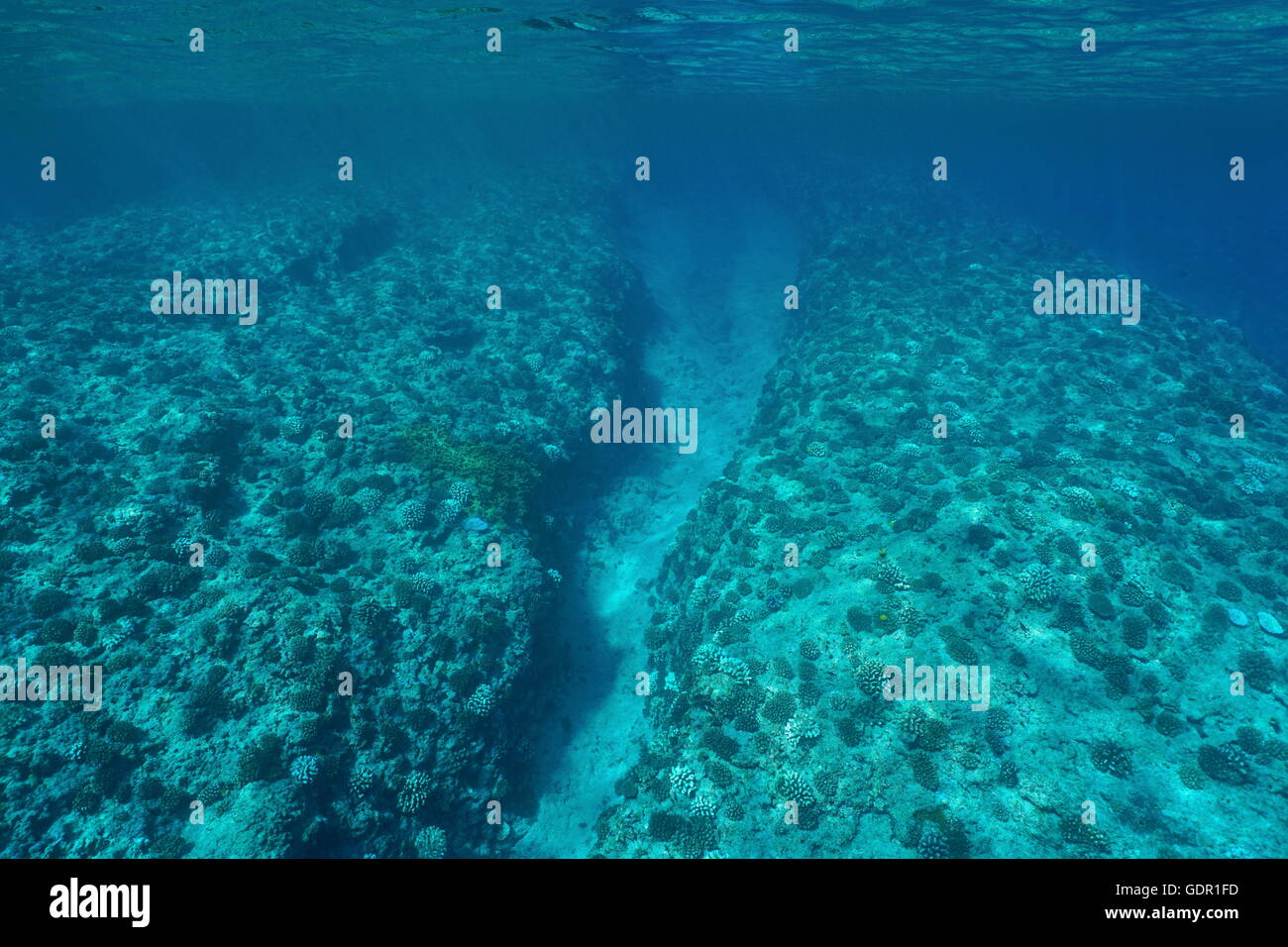 Paesaggio sottomarino, barriera corallina pendenza con coralli sul fondo dell'oceano, oceano pacifico, Polinesia Francese Foto Stock