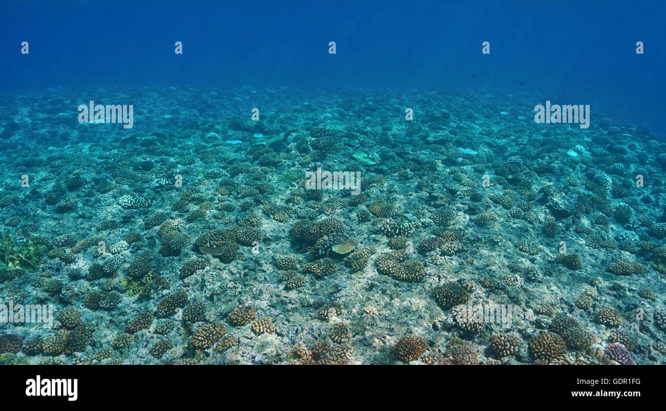 Paesaggio subacqueo, coralli sul fondo dell'oceano sulla parte superiore anteriore pendenza reef, Huahine, oceano pacifico, Polinesia Francese Foto Stock