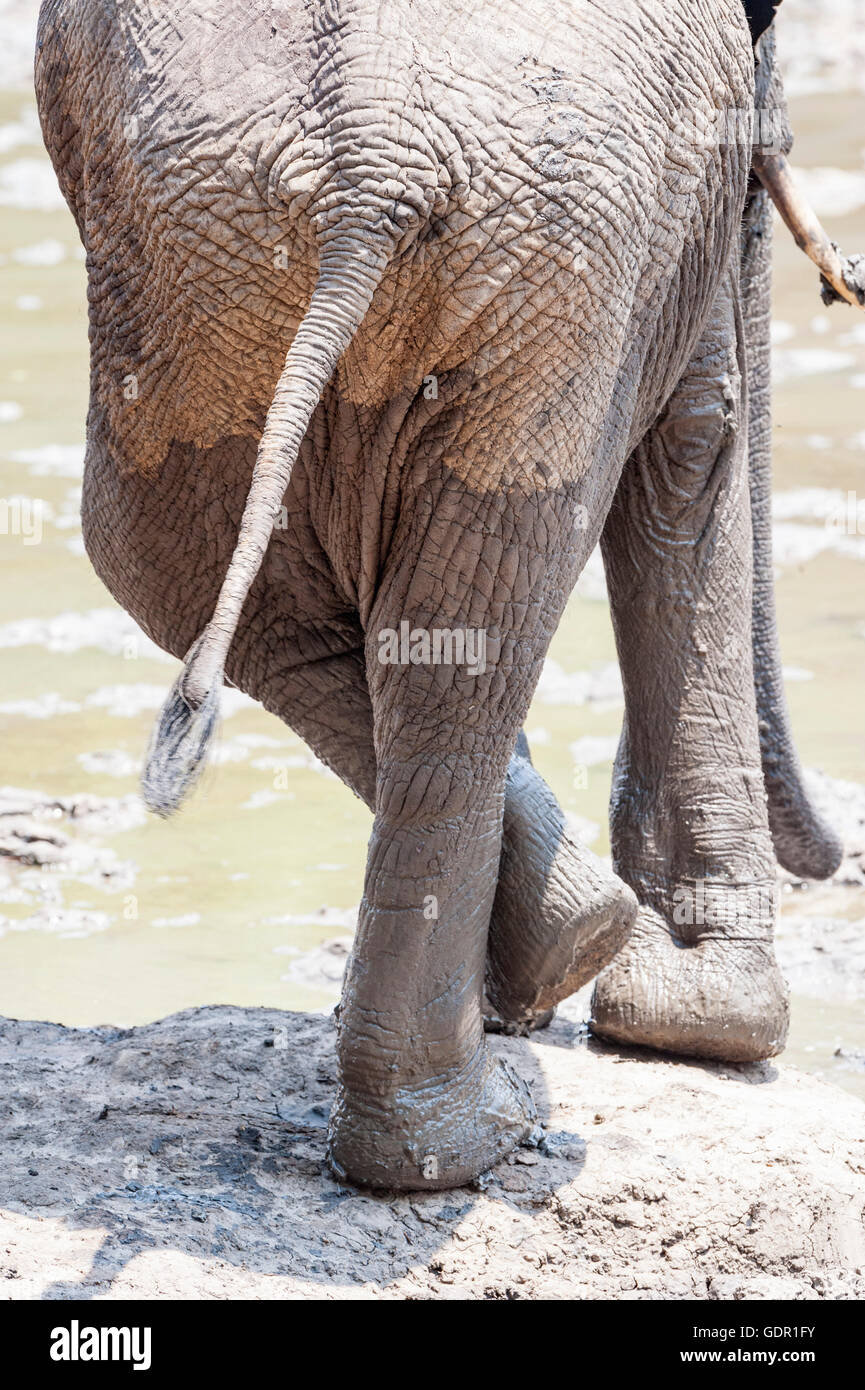 Una vista astratta di un elefante gambe visto nel Parco Nazionale Mana Pools dello Zimbabwe. Foto Stock