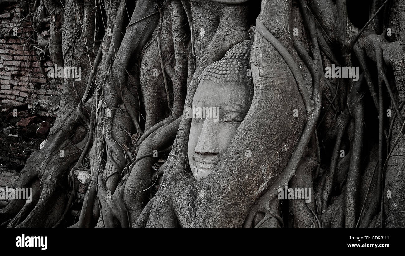 Coperchio del Buddha dal fico,Ayutthaya Thailandia Foto Stock