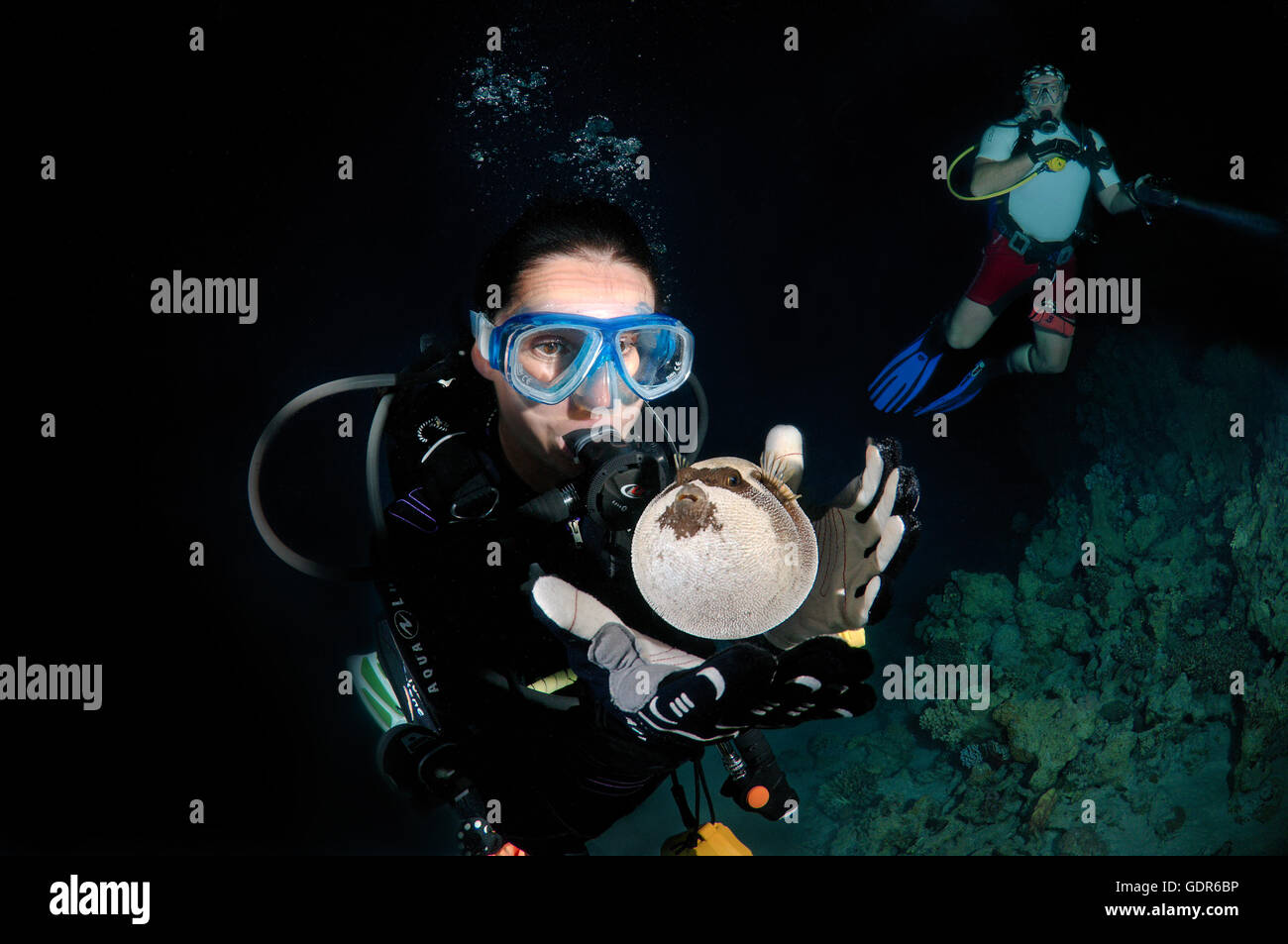 Femmina subacqueo con una mascherata puffer (arothron diadematus), notte di immersioni in Mar Rosso, Egitto Foto Stock