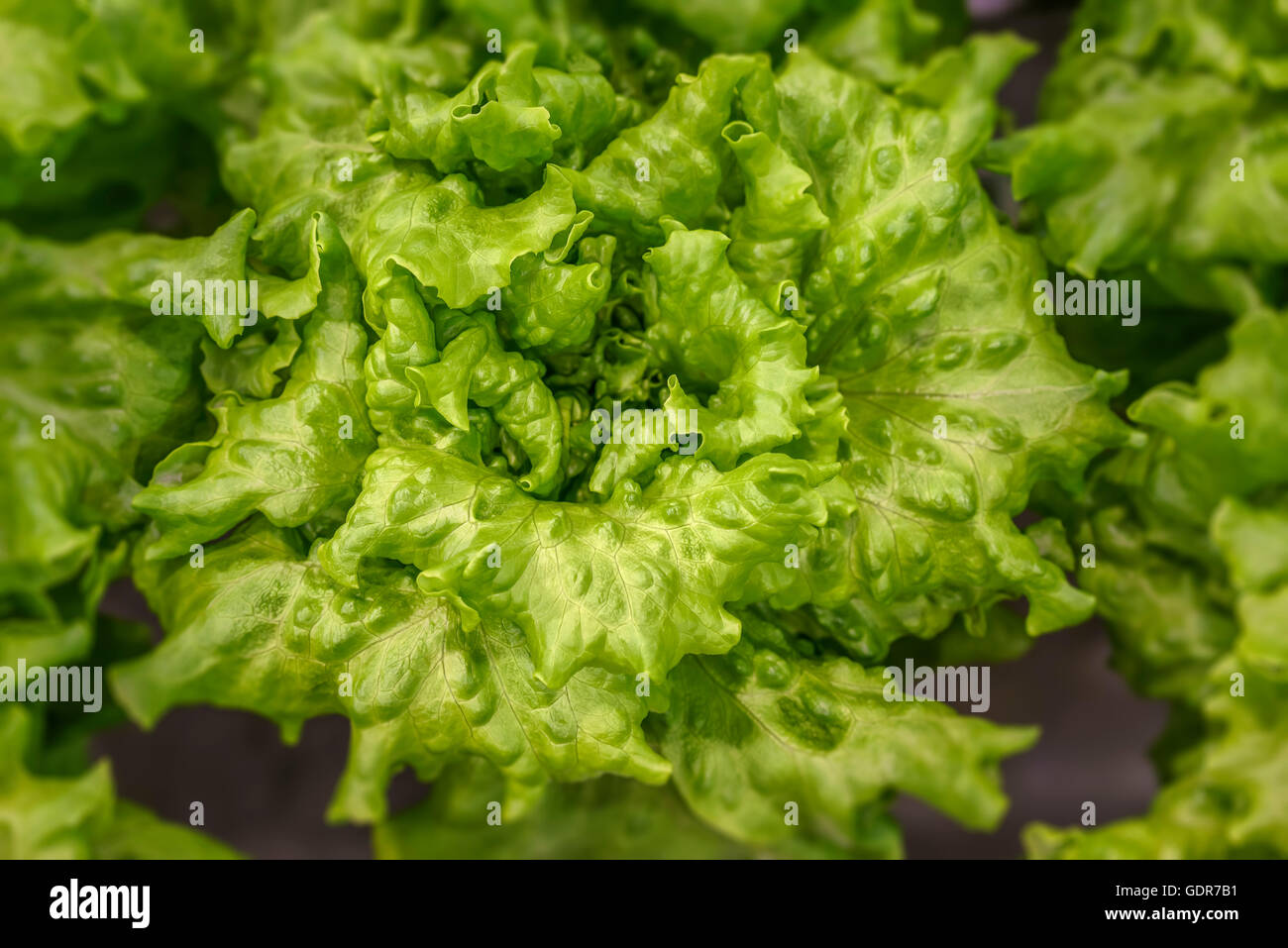 La lattuga in crescita in una serra, Reykjavik, Islanda. La serra utilizza energia geotermica. Foto Stock