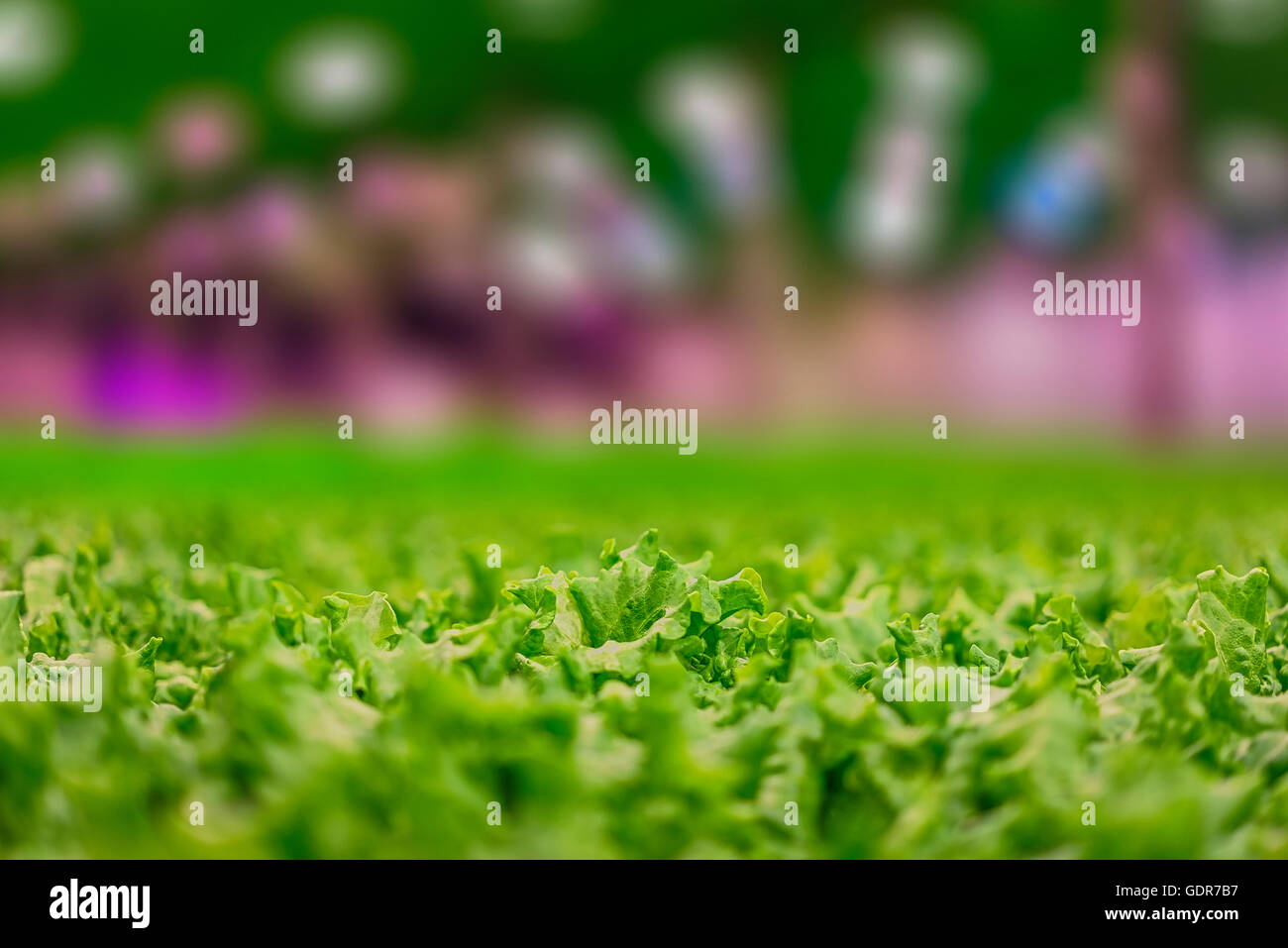 La lattuga in crescita in una serra, Reykjavik, Islanda. La serra utilizza energia geotermica. Foto Stock