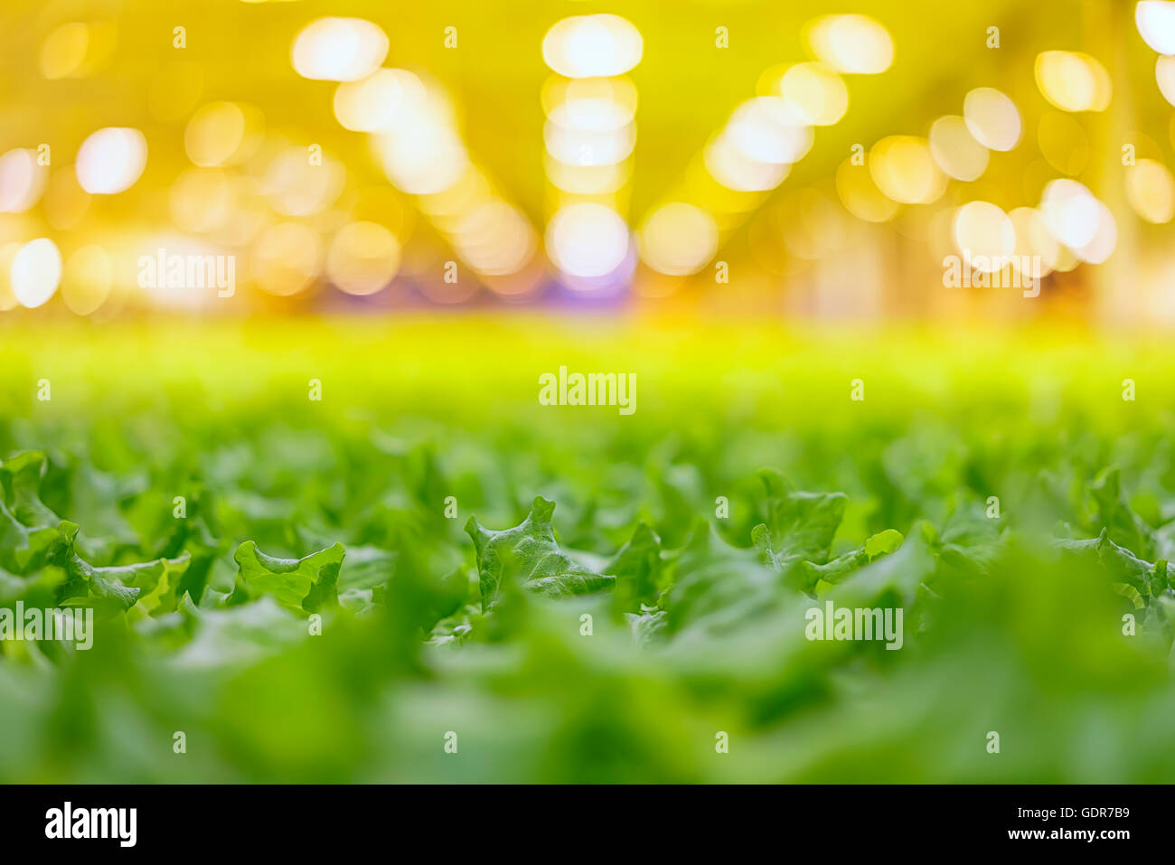 La lattuga in crescita in una serra, Reykjavik, Islanda. La serra utilizza energia geotermica. Foto Stock