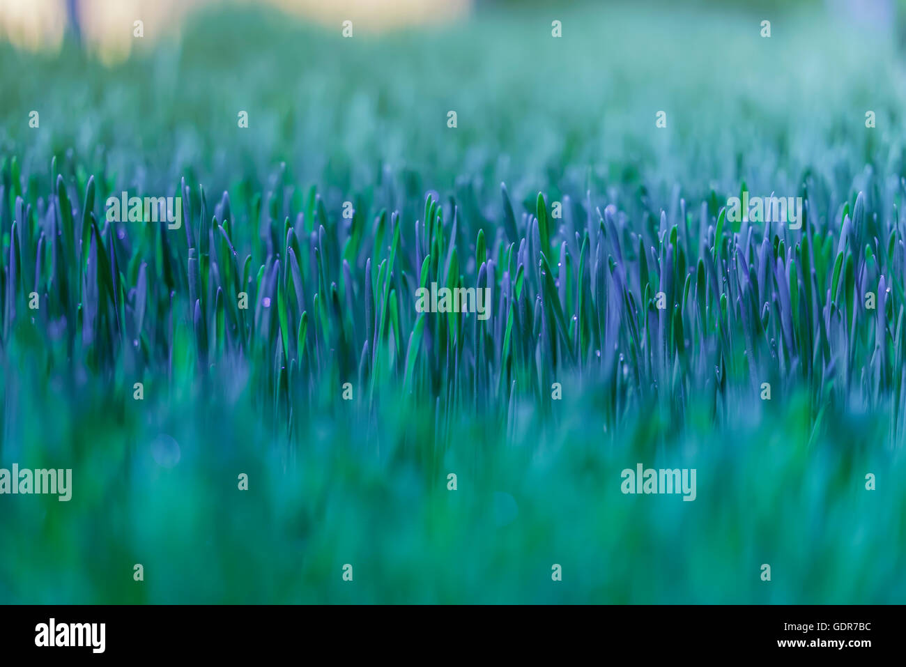 Wheatgrass crescere in una serra, Reykjavik, Islanda. La serra utilizza energia geotermica. Foto Stock