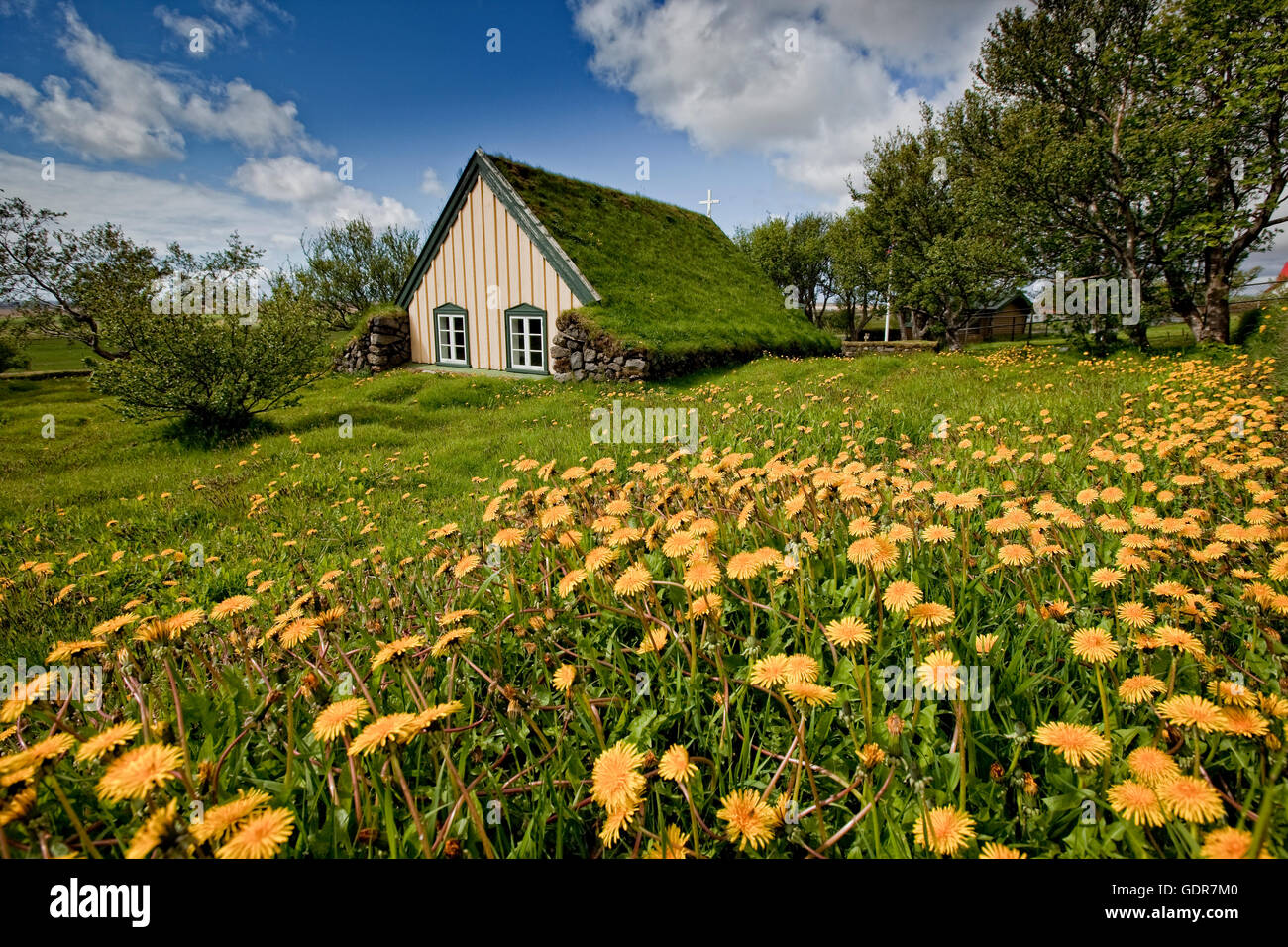 Campo di tarassaco e Hofskirkja, un turf-chiesa coperta, Islanda Foto Stock