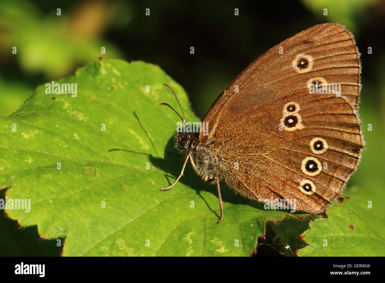 Ringlet Butterfly Foto Stock