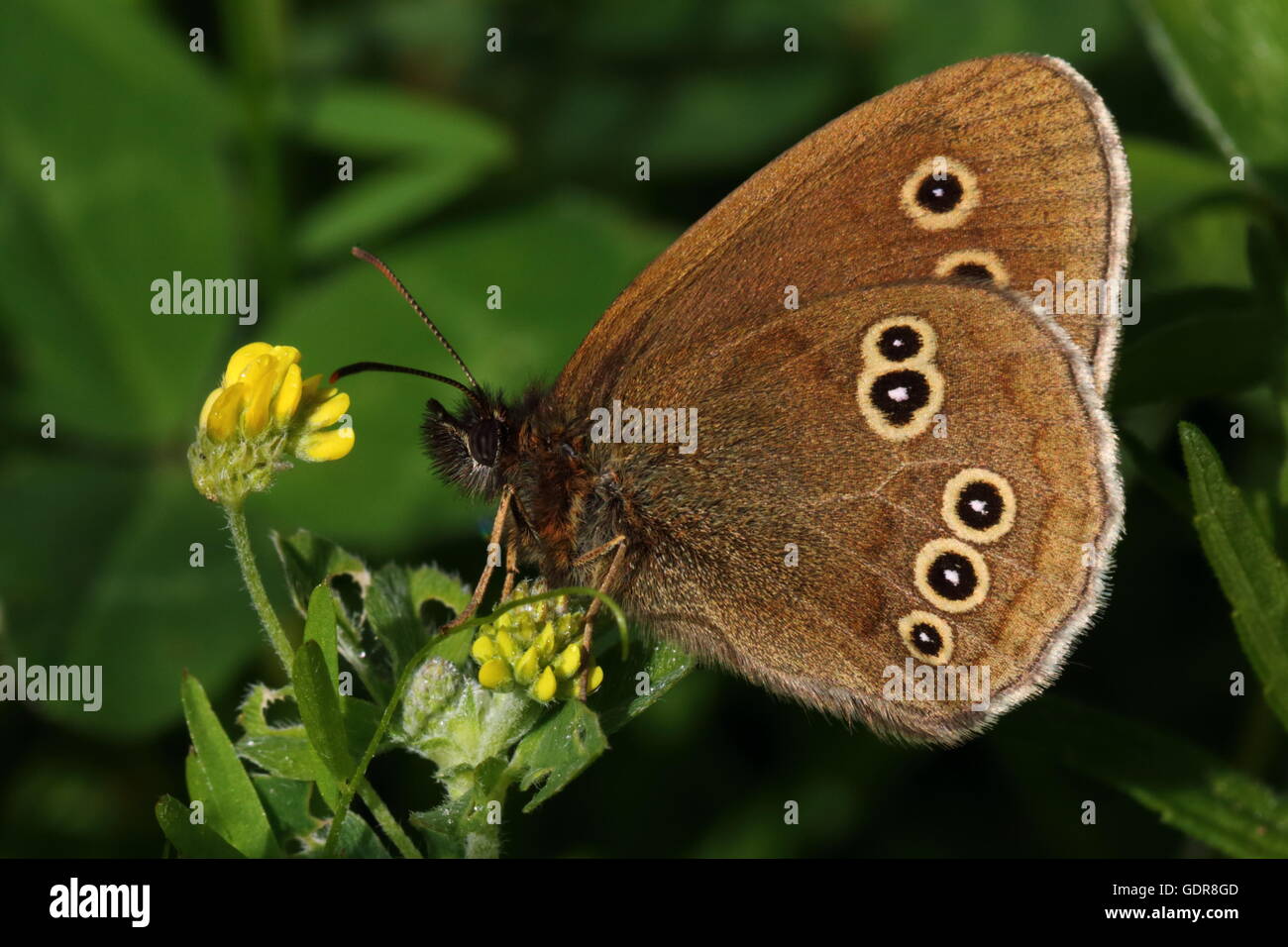 Ringlet Butterfly Foto Stock