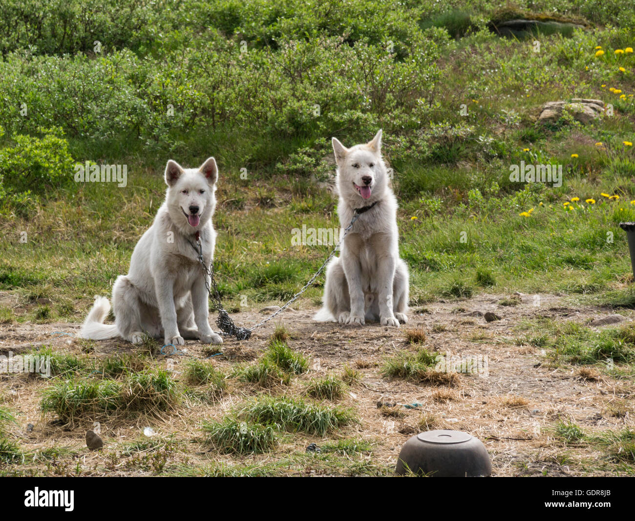 Due incatenati puro Inuit della Groenlandia slitte trainate da cani di riposo in estate Groenlandia puro huskies inverno cani di lavoro# Foto Stock