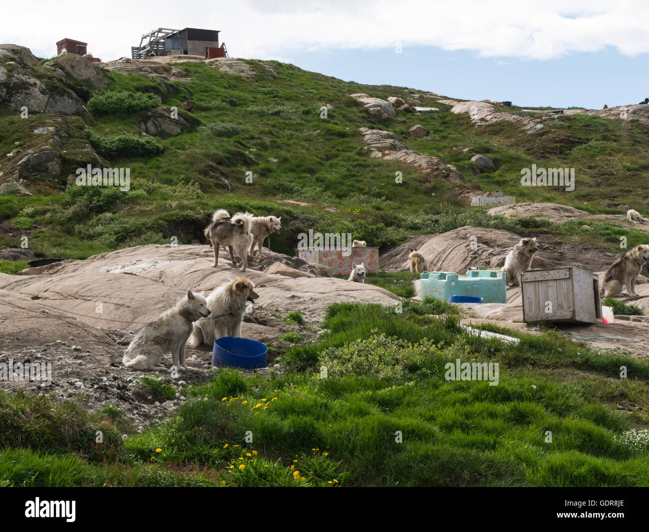 Pack di pura razza Inuit della Groenlandia slitte trainate da cani di riposo in estate Groenlandia pura cani husky Foto Stock