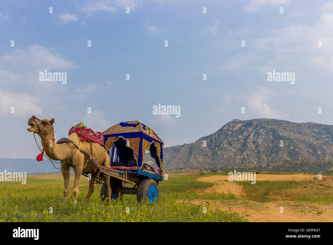 Pushkar Camel Fair, Rajasthan, India Foto Stock