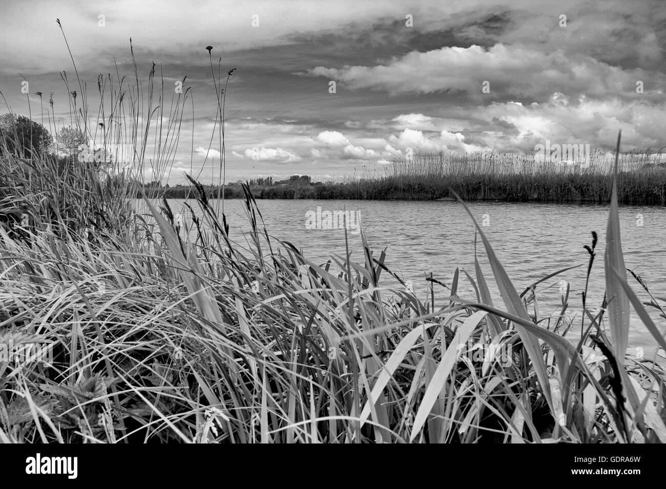 Nieuwkoopse plassen,Landscape Fotografia,i Paesi Bassi, l'Europa. Foto Stock