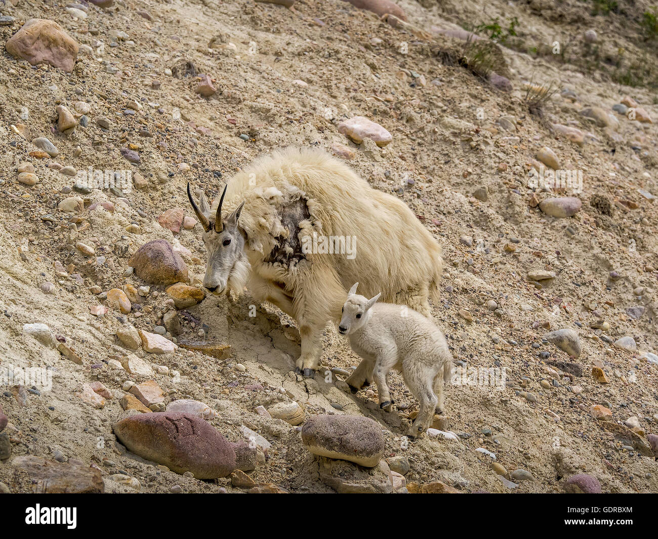 Un Nannie capre di montagna con il suo bambino sul lato di una montagna. Foto Stock