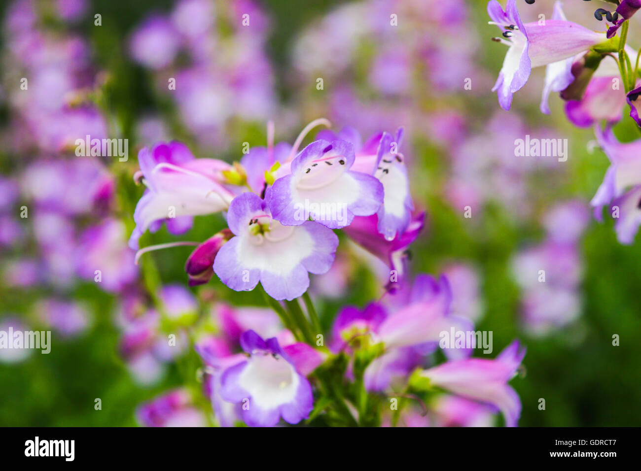 Fiori dalla pianta di letti atKew attrazione giardini vicino a Londra, Regno Unito Foto Stock