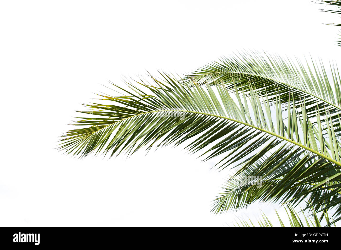 Foglie di palmo isolati su sfondo bianco Foto Stock