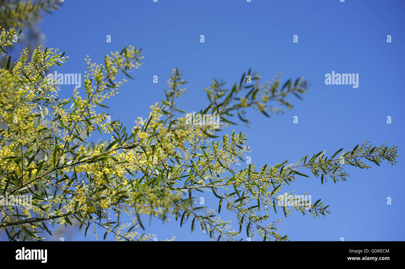 Giornata di sole sfondo giallo australiano golden graticcio Acacia fimbriata contro il cielo blu Foto Stock