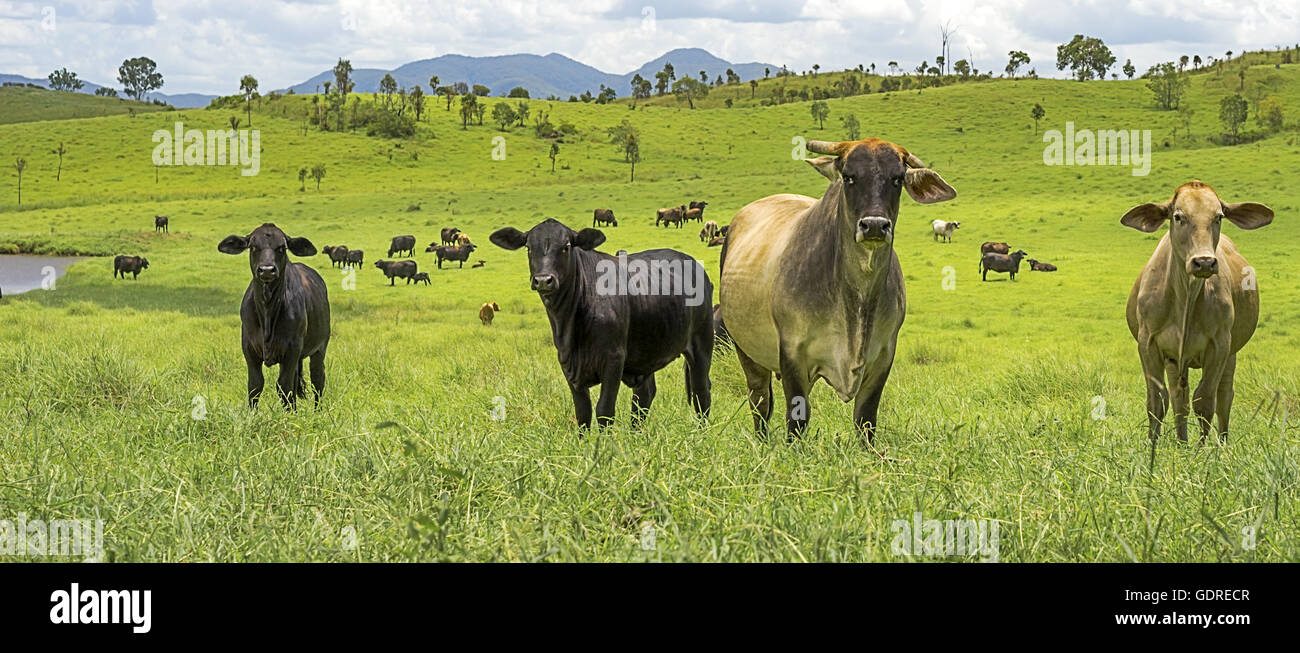 Panorama del paesaggio, l'agricoltura australiana Carni bovine allevamento bovino nel Queensland con lussureggianti e verdi pascoli dopo una buona pioggia Foto Stock