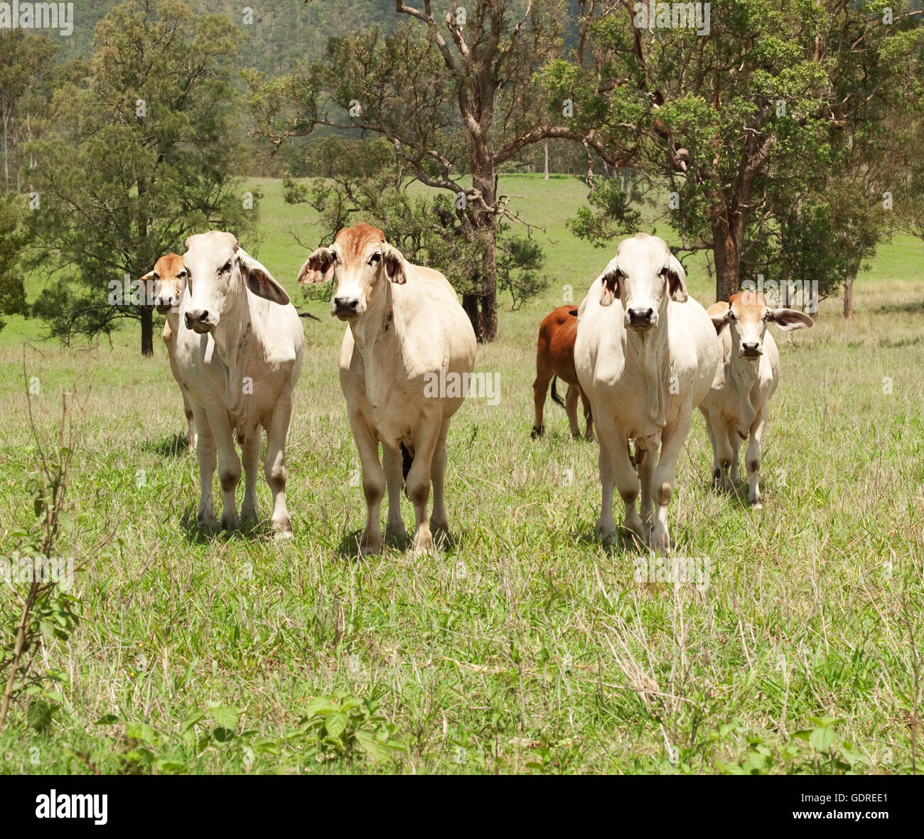 Allevamento di bovini da carne vacche su terreno coltivato in un campo verde per la produzione di carne agricoltura in Australia Foto Stock