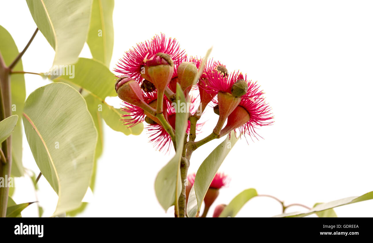 Cluster di profondo rosso dei fiori di eucalipto ptychocarpa un australiano della Red fioritura bloodwood con grandi foglie di gomma Foto Stock