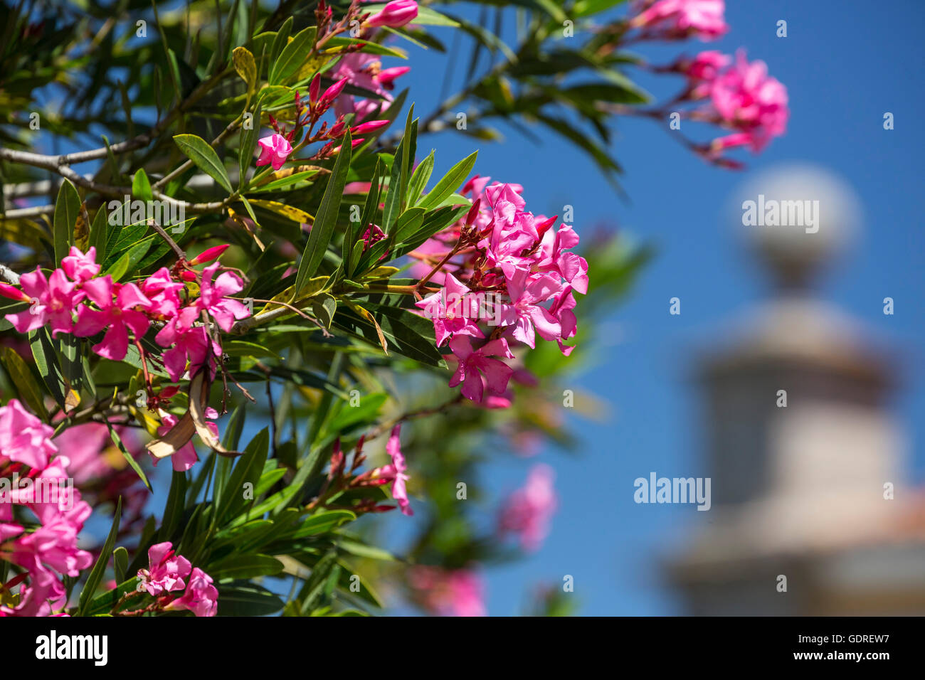 Oleandro (Nerium oleander), Evora, distretto di Évora, Portogallo, Europa, viaggi, fotografia di viaggio Foto Stock