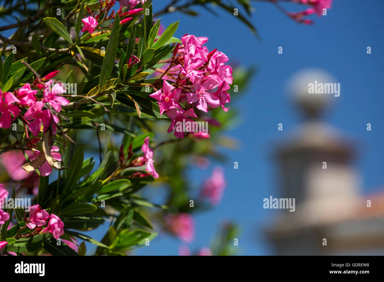 Oleandro (Nerium oleander), Evora, distretto di Évora, Portogallo, Europa, viaggi, fotografia di viaggio Foto Stock