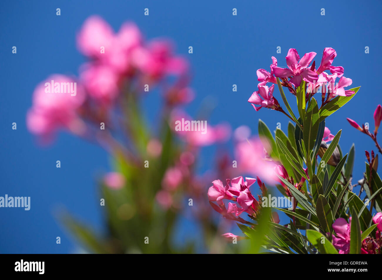 Oleandro (Nerium oleander), Evora, distretto di Évora, Portogallo, Europa, viaggi, fotografia di viaggio Foto Stock
